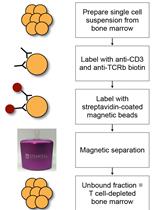 Generation of Busulfan Chimeric Mice for the Analysis of T Cell Population Dynamics