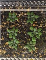 Assessing Rates of Long-distance Carbon Transport in Arabidopsis by Collecting Phloem Exudations into EDTA Solutions after Photosynthetic Labeling with [14C]CO2