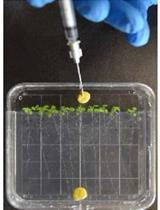 Assessing Long-distance Transport from Photosynthetic Source Leaves to Heterotrophic Sink Organs with [<sup>14</sup>C]CO<sub>2</sub>