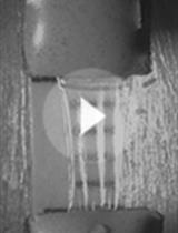 洋葱表皮细胞壁的生物力学表征