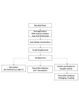 Preparation, Stimulation and Other Uses of Adult Rat Brain Synaptosomes