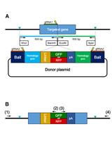 Genotyping-free Selection of Double Allelic Gene Edited  Medaka Using Two Different Fluorescent Proteins