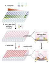 Using xCELLigence RTCA Instrument to Measure Cell Adhesion