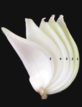 制备洋葱表皮细胞壁用于原子力显微镜（AFM）成像