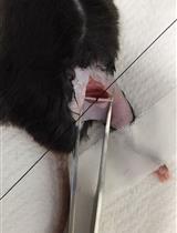 Mechanical Allodynia Assessment in a Murine Neuropathic Pain Model