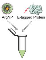A General Method for Intracellular Protein Delivery through ‘E-tag’ Protein Engineering and Arginine Functionalized Gold Nanoparticles
