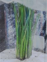 Rice Black-streaked Dwarf Virus Preparation and Infection on Rice