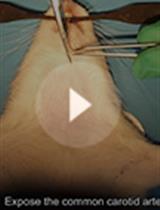 A Rodent Model for Chronic Brain Hypoperfusion Related Diseases: Permanent Bilateral Occlusion of the Common Carotid Arteries (2VO) in Rats