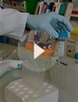 Determining Ribosome Translational Status by Ribo-ELISA