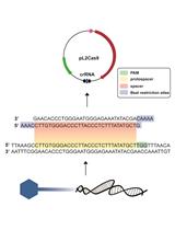 使用CRISPR-Cas9对烈性噬菌体进行靶向基因组编辑