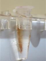 使用体内生物素化系统进行拟南芥莲座叶染色质亲和纯化（ChAP）