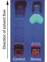 Fatty Acid Content and Composition of Triacylglycerols of Chlorella kessleri