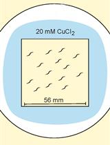Behavioral Assays to Study Oxygen and Carbon Dioxide Sensing in <em>Caenorhabditis elegans</em>