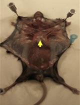 Detection of Intracellular Reduced (Catalytically Active) SHP-1 and Analyses of Catalytically Inactive SHP-1 after Oxidation by Pervanadate or H2O2