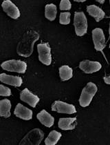 Bacterial Aggregation Assay in the Presence of Cyclic Lipopeptides