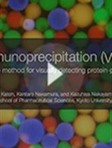 Visible Immunoprecipitation (VIP) Assay: a Simple and Versatile Method for Visual Detection of Protein-protein Interactions