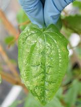 滚换扩增筛选山药Badnavirus感染种质并扩增鉴定新型Badnavirus基因组