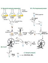 Analysis of Direct Interaction between Viral DNA-binding Proteins by Protein Pull-down Co-immunoprecipitation Assay
