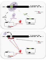 使用CRISPR/Cas9在大肠埃希杆菌中进行逐步多基因敲除