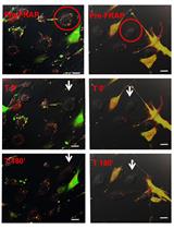 Analysis of Exosome Transfer in Mammalian Cells by Fluorescence  Recovery after Photobleaching
