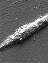 Human Endometrial Stem Cell Isolation from Endometrium and Menstrual Blood