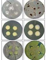 Bacteria-fungal Confrontation and Fungal Growth Prevention Assay