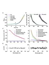 Detection of Protein Interactions in the Cytoplasm and Periplasm of <em>Escherichia coli</em> by Förster Resonance Energy Transfer