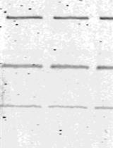 Infectious Subviral Particle to Membrane Penetration Active Particle (ISVP-to-ISVP*)  Conversion Assay for Mammalian Orthoreovirus