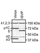 Infectious Subviral Particle-induced Hemolysis Assay for Mammalian Orthoreovirus