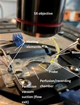 D-serine Measurements in Brain Slices or Other Tissue Explants