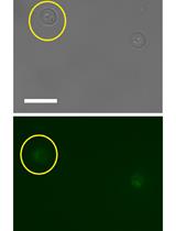 Characterising Maturation of GFP and mCherry of Genomically Integrated  Fusions in Saccharomyces cerevisiae