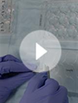 通过抗体喂养追踪活体极化MDCK细胞中表位标记的 Syntaxin 3的胞吞作用和细胞内转运