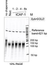 Measuring Nucleosome Assembly Activity in vitro with the Nucleosome  Assembly and Quantification (NAQ) Assay