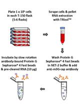 Immunoprecipitation of Tri-methylated Capped RNA