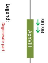Identification of Insertion Site by RESDA-PCR in Chlamydomonas  Mutants Generated by AphVIII Random Insertional Mutagenesis