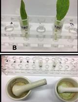 放射性示踪剂喂养实验测定紫草（聚合草）叶的吡咯里西啶生物碱生物合成能力及其合成产物的分析