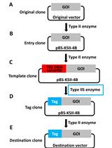 Precision Tagging: A Novel Seamless Protein Tagging by Combinational  Use of Type II and Type IIS Restriction Endonucleases