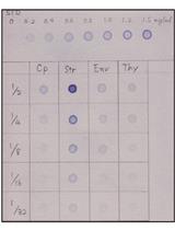 Investigating Localization of Chimeric Transporter Proteins within  Chloroplasts of Arabidopsis thaliana