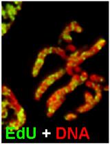 Analysis of Chromosome Condensation/Decondensation During Mitosis  by EdU Incorporation in <em>Nigella damascena</em> L. Seedling Roots