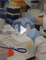 如何捕捉蓝精灵? – 衰老及其他… <br />多种模型生物体的肠道通透性体内评估