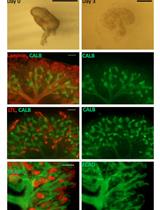 Sebinger Culture: A System Optimized for Morphological Maturation  and Imaging of Cultured Mouse Metanephric Primordia
