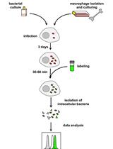 Flow Cytometric Quantification of Fatty Acid Uptake by Mycobacterium tuberculosis in Macrophages