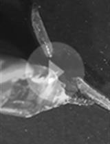Assaying Thermo-nociceptive Behavior in Drosophila Larvae