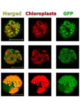 Transient Gene Expression for the Characteristic Signal Sequences and the  Estimation of the Localization of Target Protein in Plant Cell