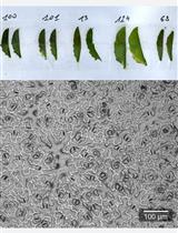 Measurement of Arabidopsis thaliana Plant Traits Using the PHENOPSIS Phenotyping Platform