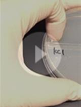 Plate Assay to Determine Caenorhabditis elegans Response to  Water Soluble and Volatile Chemicals