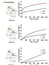 An Improved Method for Measuring Chromatin-binding Dynamics  Using Time-dependent Formaldehyde Crosslinking