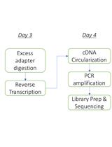 小RNA分离和测序方法及其在研究细菌CRISPR RNA生物合成中的应用