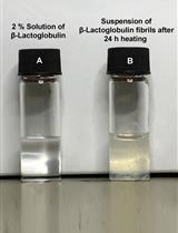 淀粉样纤维网络的制备