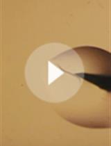 改编Smart-seq2实验方案以实现稳定的单蠕虫RNA测序